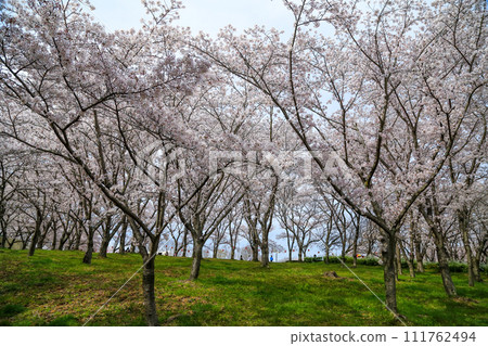 兵庫縣加東市播磨中央公園櫻花節 兵庫縣加東市播磨中央公園櫻花節 111762494