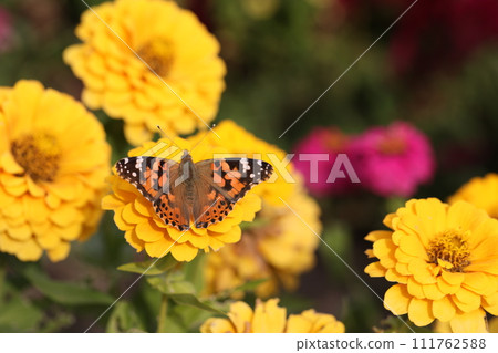 Flowers around the house, all four seasons, beautiful feather patterns, a Japanese zinnia flower that stays on a zinnia flower Flowers around the house, all four seasons, beautiful feather patterns, a Japanese zinnia flower that stays on a zinnia flower 111762588