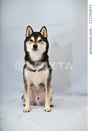 Shiba Inu model photography Shiba Inu model photography 111762671
