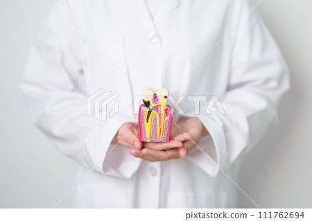 Dentist with tooth Anatomy model. Oral Teeth decay and disease, Scrape off tartar. March Oral health, Dentist Day, False Teeth. Toothache and Children Dental Health Month and Orthodontic Health Day 111762694