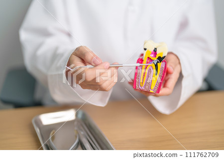 Dentist with tooth Anatomy model. Oral Teeth decay and disease, Scrape off tartar. March Oral health, Dentist Day, False Teeth. Toothache and Children Dental Health Month and Orthodontic Health Day 111762709