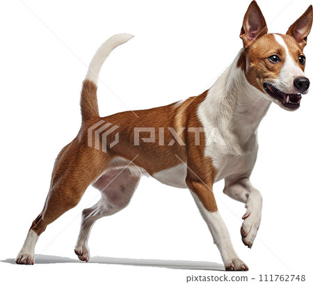 Image of Basenji No1-5 111762748