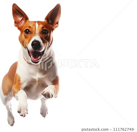 Image of Basenji No1-6 111762749
