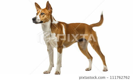 Image of Basenji No2-9 111762762