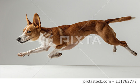 Image of Basenji No2-19 111762772
