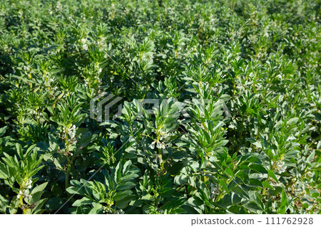 Blooming vicia faba plants on farm field 111762928