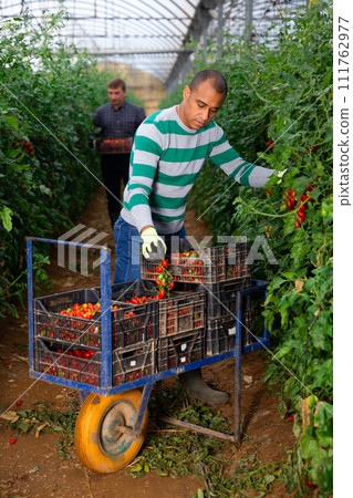 Hispanic farmer harvesting red tomatoes in glasshouse Hispanic farmer harvesting red tomatoes in glasshouse 111762977