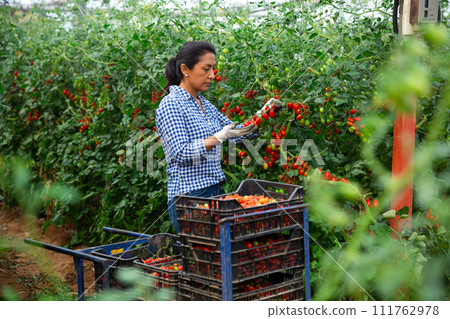 Latina harvesting red tomatoes in farm glasshouse Latina harvesting red tomatoes in farm glasshouse 111762978