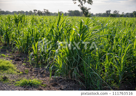 sugarcane field sugarcane farm 111763516