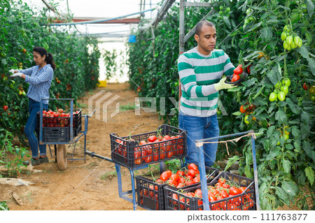 Latin american worker gathering crop of tomatoes in hothouse Latin american worker gathering crop of tomatoes in hothouse 111763877