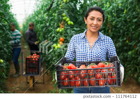 Female gardener stacking boxes with tomatoes in greenhouse 111764112