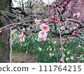 Weeping plum 1 111764215