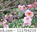 Weeping plum 3 111764219