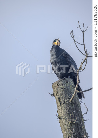 Cormorant Vigilant on a Tree Stump 111765526