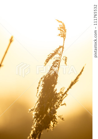 Golden Light Through Wispy Reed Grass Golden Light Through Wispy Reed Grass 111765532