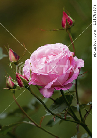 A beautiful pink rose A beautiful pink rose 111765678