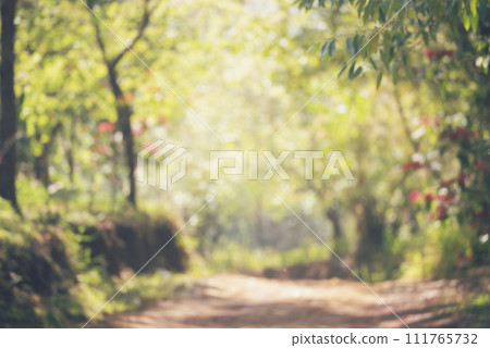 Nature forest green tree magic sunlight beam light in woodland. Beautiful rays of sunlight in tranquil green forest. Sumbeam through ray light outdoors park. Natural Blurred background summer time. Nature forest green tree magic sunlight beam light in woodland. Beautiful rays of sunlight in tranquil green forest. Sumbeam through ray light outdoors park. Natural Blurred background summer time. 111765732