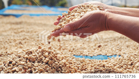 Close up Hand with Raw coffee beans heap dry green seed. Farmer's hands selected waste rod unroasted grain in eco farm. Arabica farm plant coffee bean agriculture objects. Sun dried Fresh black coffee 111765736