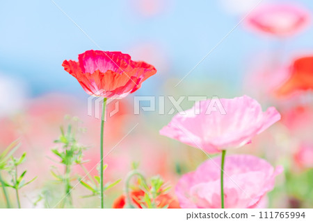 Red poppy | Blue sky background Red poppy | Blue sky background 111765994