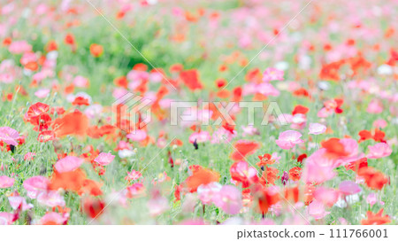 罌粟花地毯|16:9 罌粟花地毯|16:9 111766001