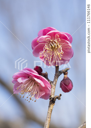 Pink plum blossoms 111766146