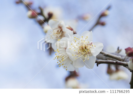 白梅花 白梅花 111766295