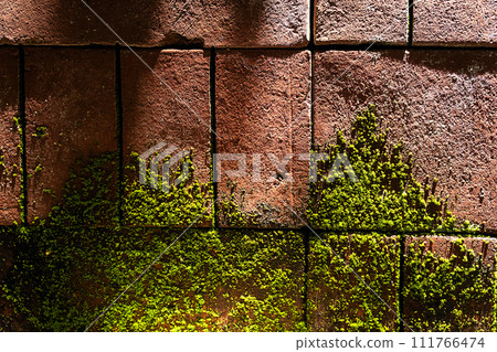 Moss on brick wall in sunlight. Mossy bricks backgrounds. 111766474