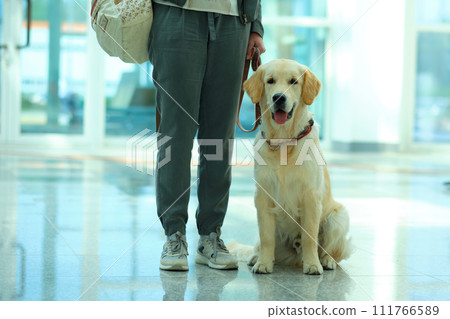 The Labrador Retriever sits at the feet of the owner The Labrador Retriever sits at the feet of the owner 111766589