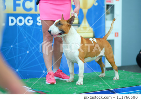 A purebred bull terrier in a rack next to a handler at a dog show 111766590