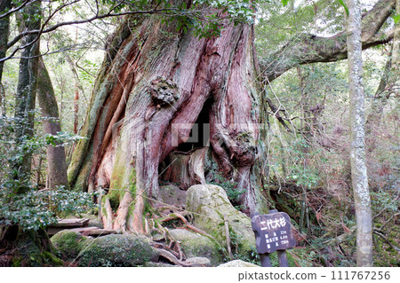 Yakushima Shiratani cloud sanctuary second generation Oosugi 111767256