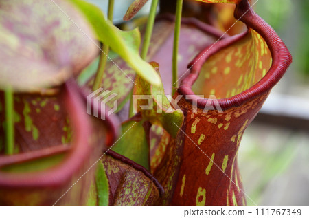 Ubobodokazura (Nepentes) Ubobodokazura (Nepentes) 111767349