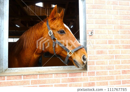 The eyes of a thoroughbred peeking out from the stable 111767785