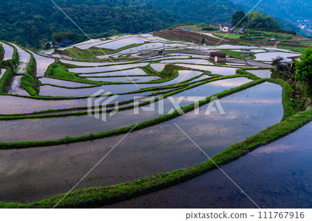 Onakao rice terraces, morning scenery filled with water at dawn [Nagasaki City] 111767916