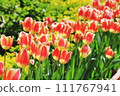 Tulip in the flower bed 111767941