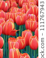 Red tulip 111767943