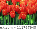 Red tulip 111767945