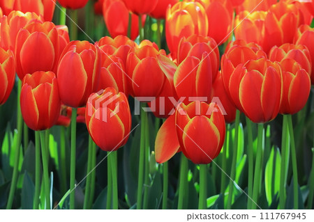 Red tulip Red tulip 111767945