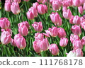Pink tulip field 111768178