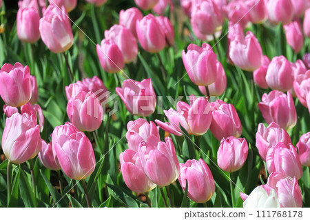 Pink tulip field Pink tulip field 111768178