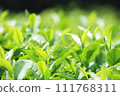 茶園茶葉特寫 111768311