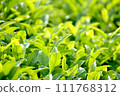 茶園茶葉特寫 111768312