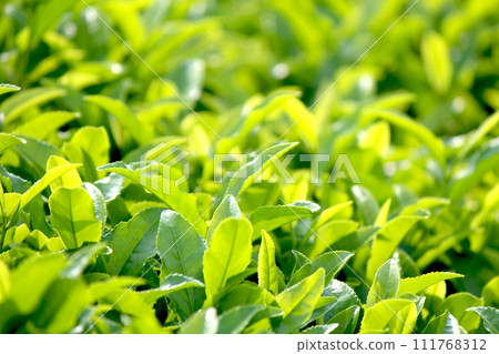 茶園茶葉特寫 茶園茶葉特寫 111768312