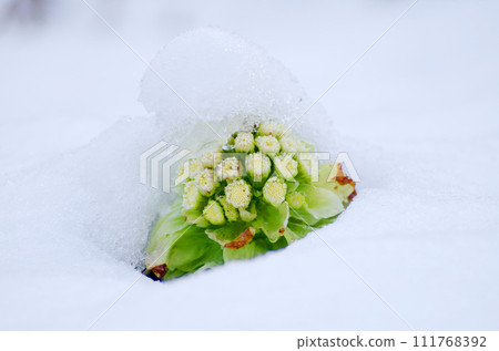 款冬+雪 款冬+雪 111768392