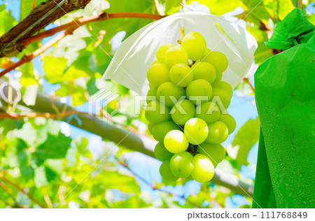 閃耀馬斯喀特 111768849