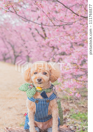 河津櫻花和狗 111768877