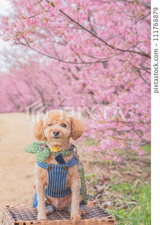 河津櫻花和狗 111768879