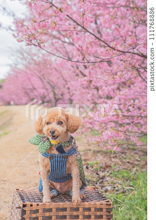 河津櫻花和狗 111768886