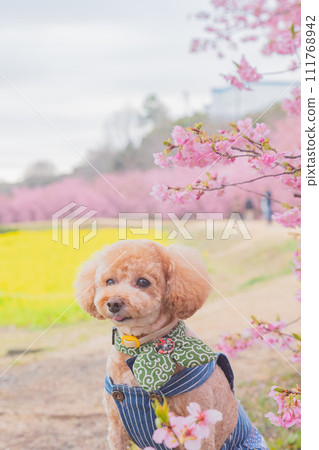 河津櫻花和狗 111768942