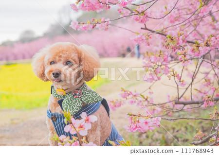 河津櫻花和狗 111768943