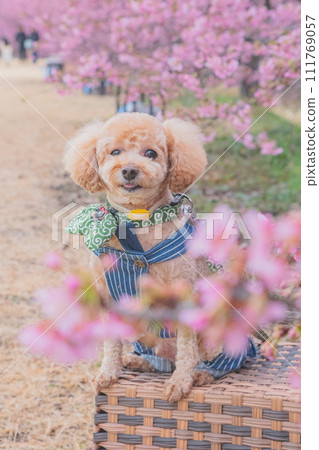 Kawazu cherry blossoms and dogs Kawazu cherry blossoms and dogs 111769057